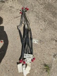 International Hydraulic Brake Hose W/flanged End 1619276C91 Nos. Fixed Price $69.95.