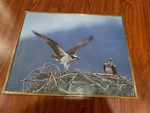 Flying Eagle And Nest Picture Framed With Golden. Fixed Price $20.00.